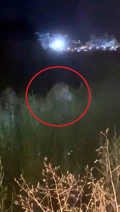 Antalya'da kafesinden kaçan aslan yakalandı! Bir kişiyi ağır yaraladı 7