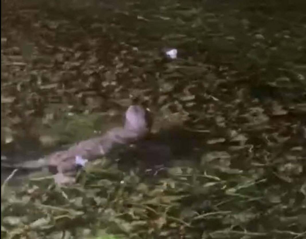 Kırmızı listede yer alıyordu! Muğla'da ortaya çıktı 7