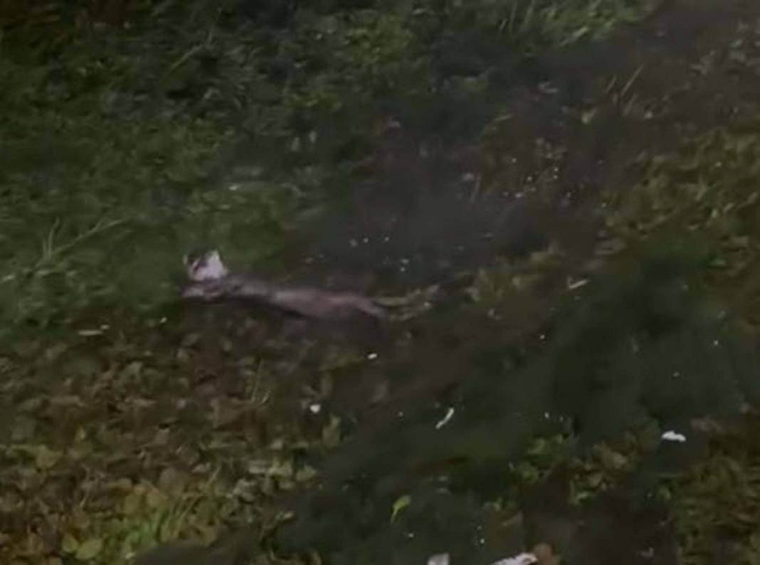 Kırmızı listede yer alıyordu! Muğla'da ortaya çıktı 8