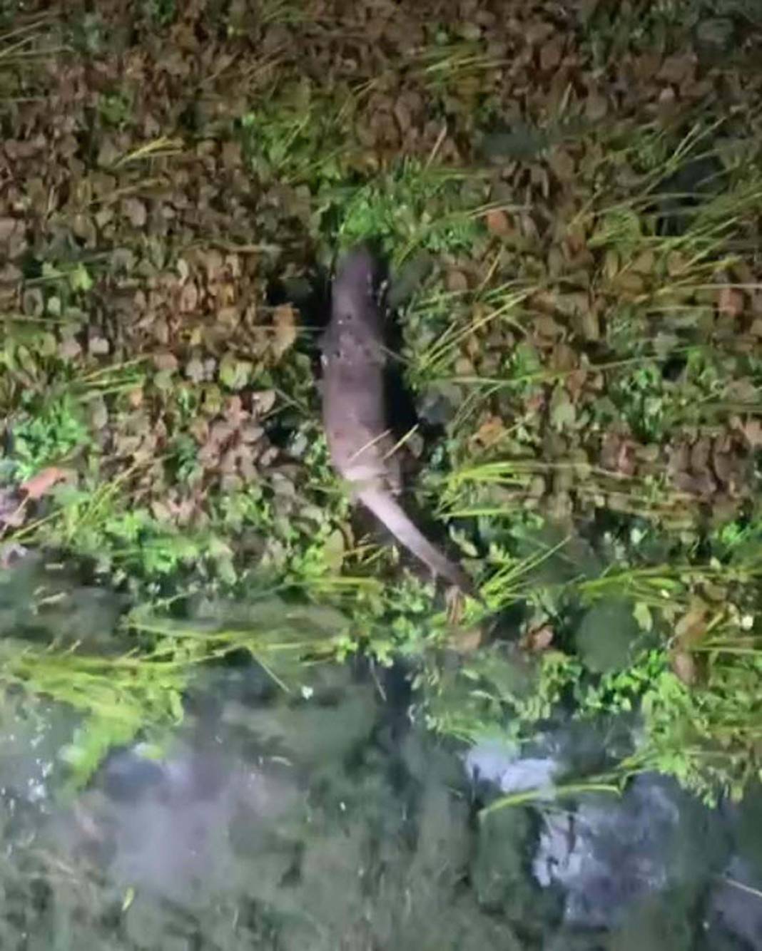 Kırmızı listede yer alıyordu! Muğla'da ortaya çıktı 3