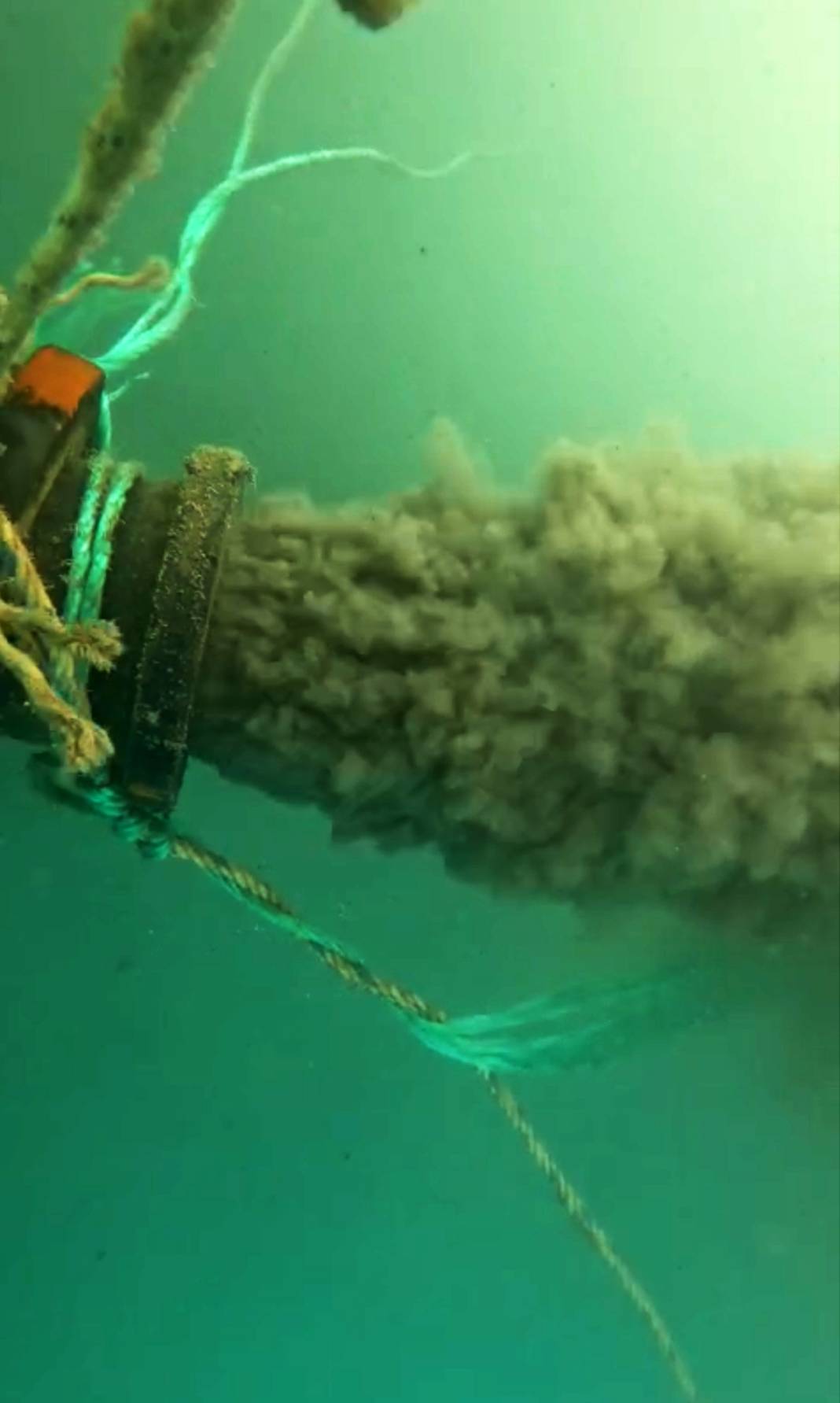 Antalya sahillerinde görülmemiş olay! Kıyıya vurdu, uzunluğu tam 500 metre 4