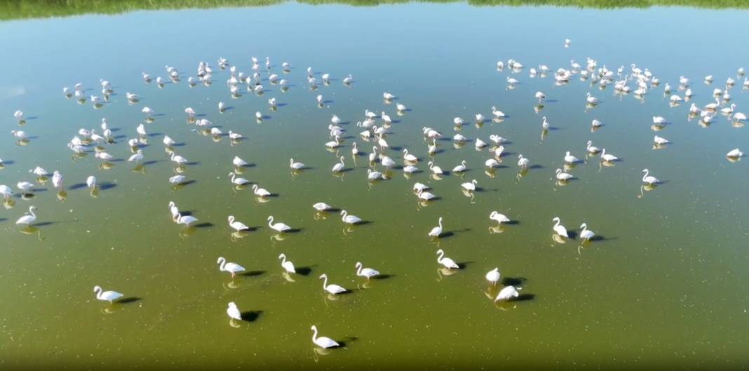 Allı turnaların sığınağı Eber Gölü kuraklık tehdidi altında 4