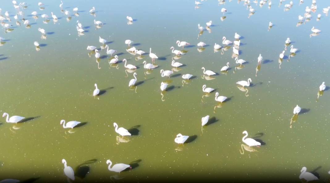 Allı turnaların sığınağı Eber Gölü kuraklık tehdidi altında 5