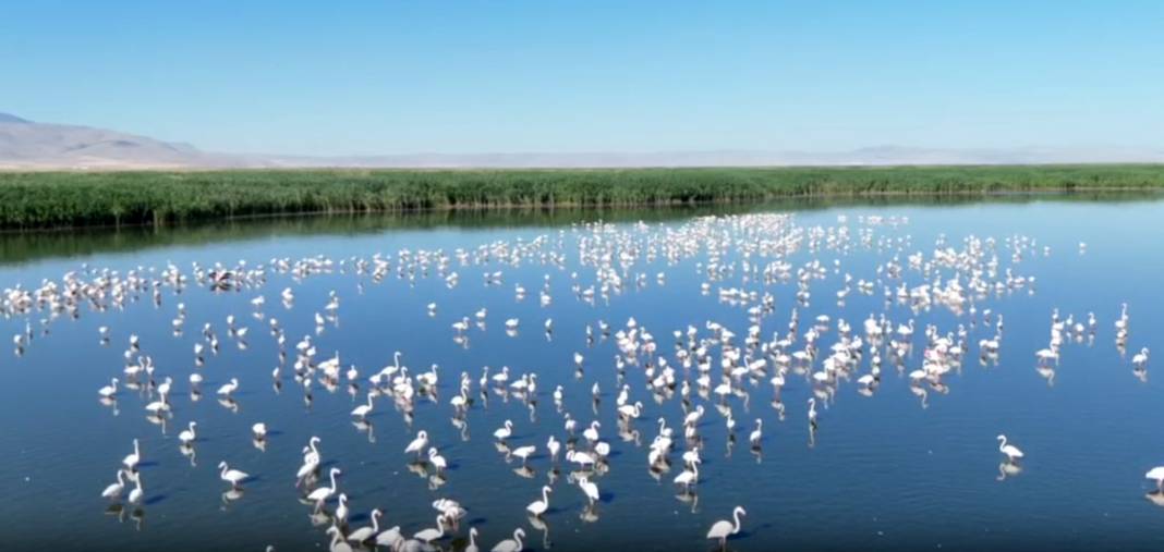 Allı turnaların sığınağı Eber Gölü kuraklık tehdidi altında 6