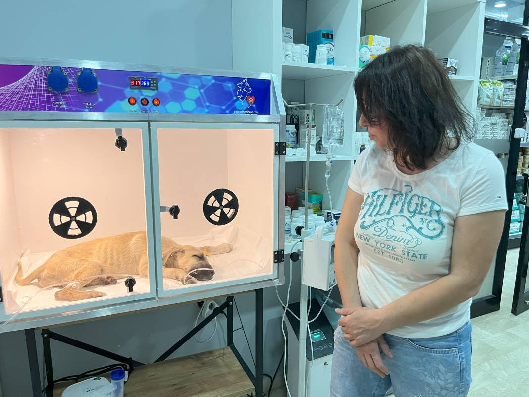 Yavru köpeğe sopayla dakikalarca vurdu! Hayati riski var 3