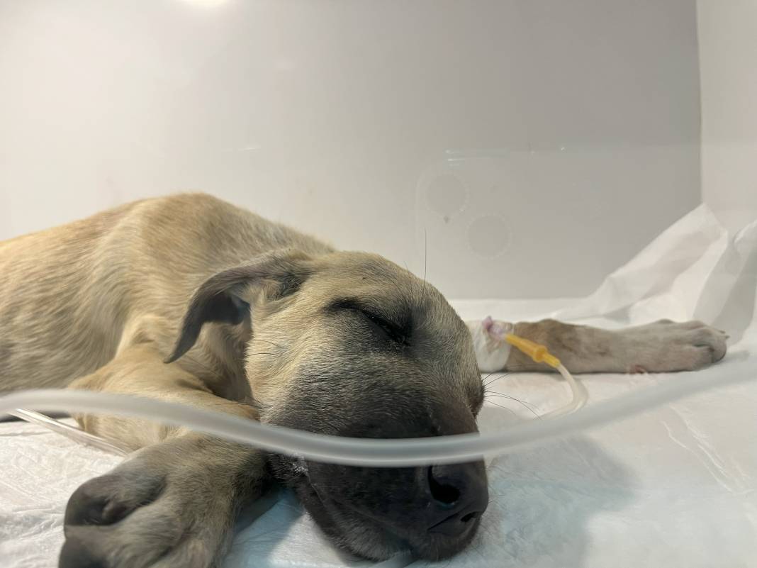Yavru köpeğe sopayla dakikalarca vurdu! Hayati riski var 7