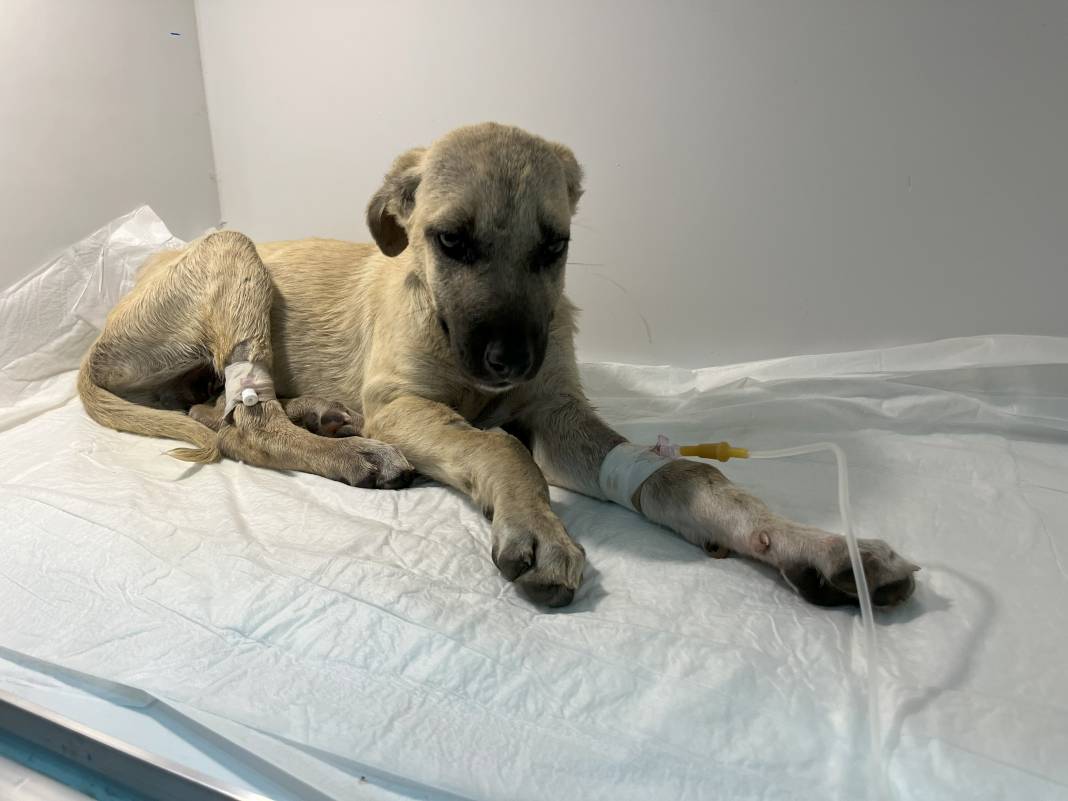 Yavru köpeğe sopayla dakikalarca vurdu! Hayati riski var 1