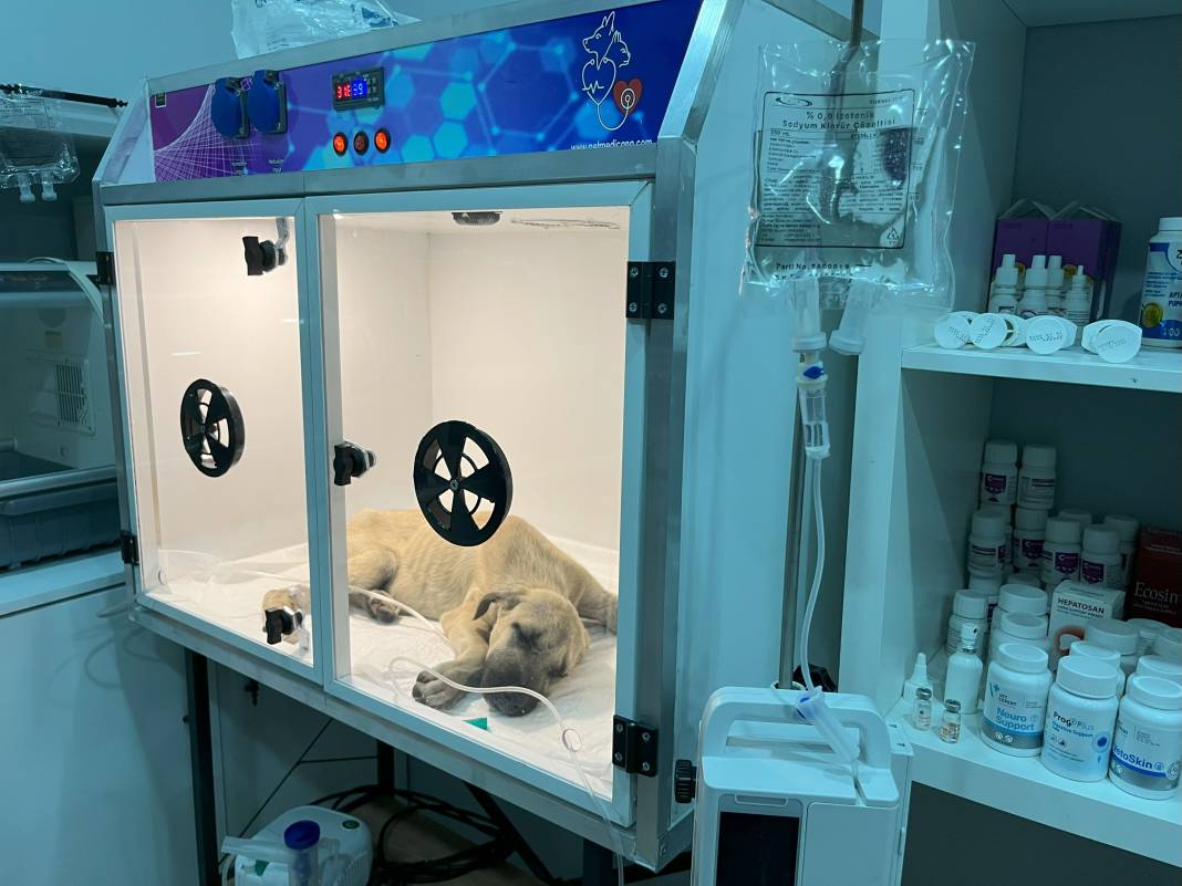 Yavru köpeğe sopayla dakikalarca vurdu! Hayati riski var 6