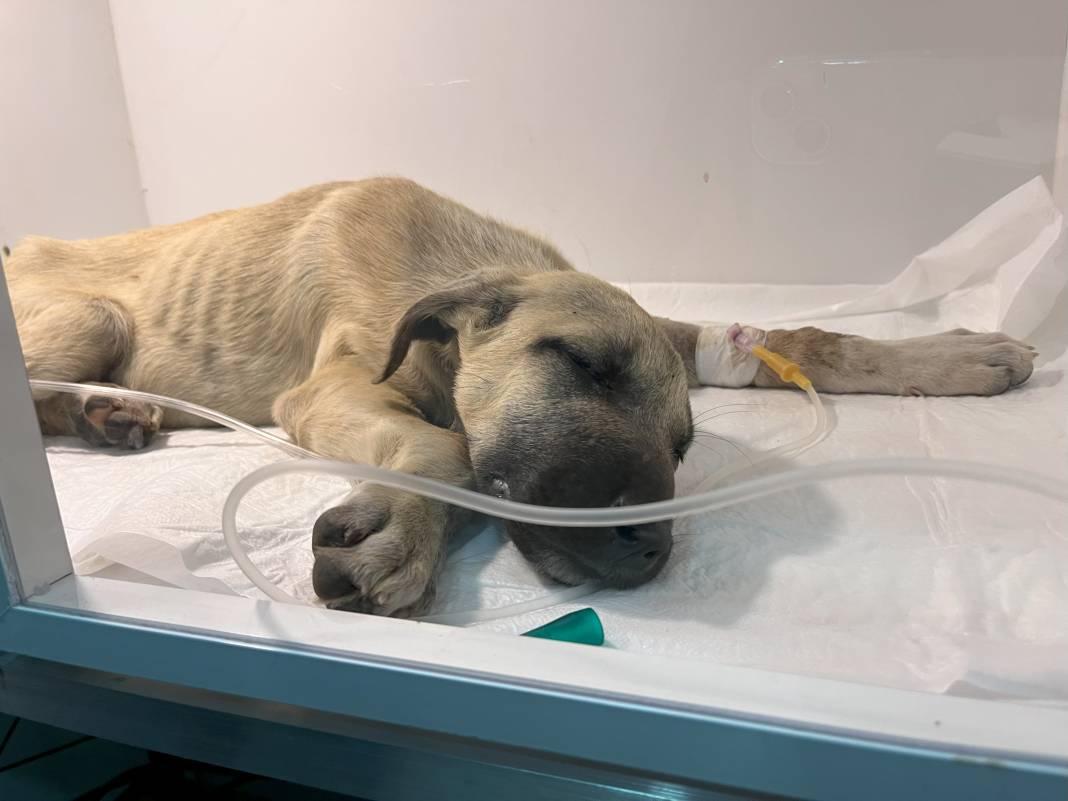 Yavru köpeğe sopayla dakikalarca vurdu! Hayati riski var 5