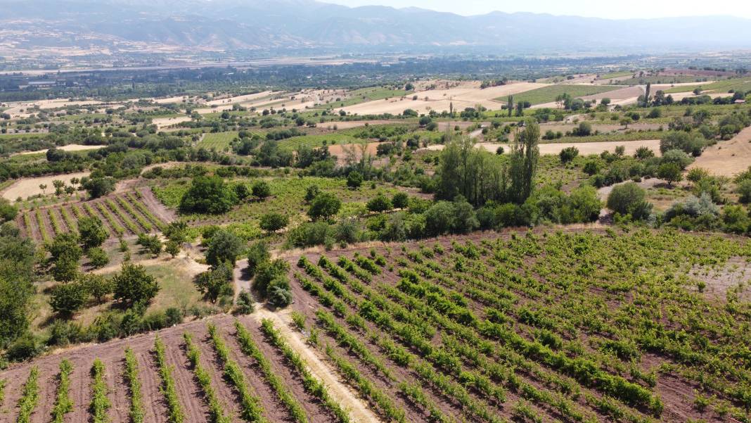 Tarladan tam 1 ton çalındı! Köylüler nöbette 4