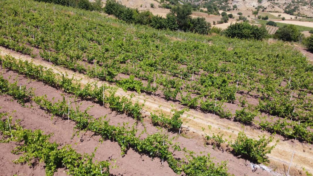 Tarladan tam 1 ton çalındı! Köylüler nöbette 1