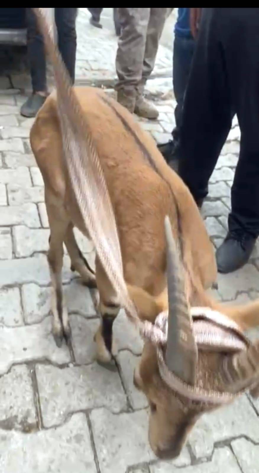 Bitkin dağ keçisine mahalleli sahip çıktı 3