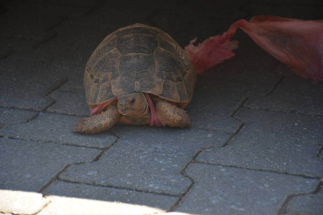 Doğaya atılan çöpler canlıların ayağına dolanıyor 6