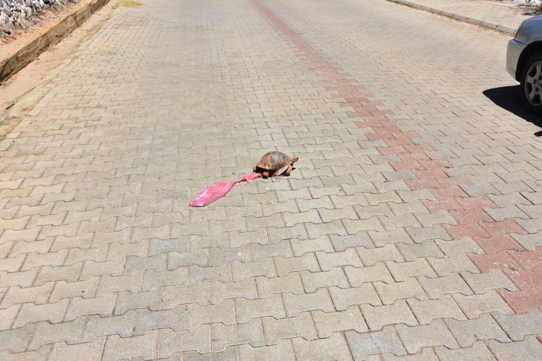 Doğaya atılan çöpler canlıların ayağına dolanıyor 2