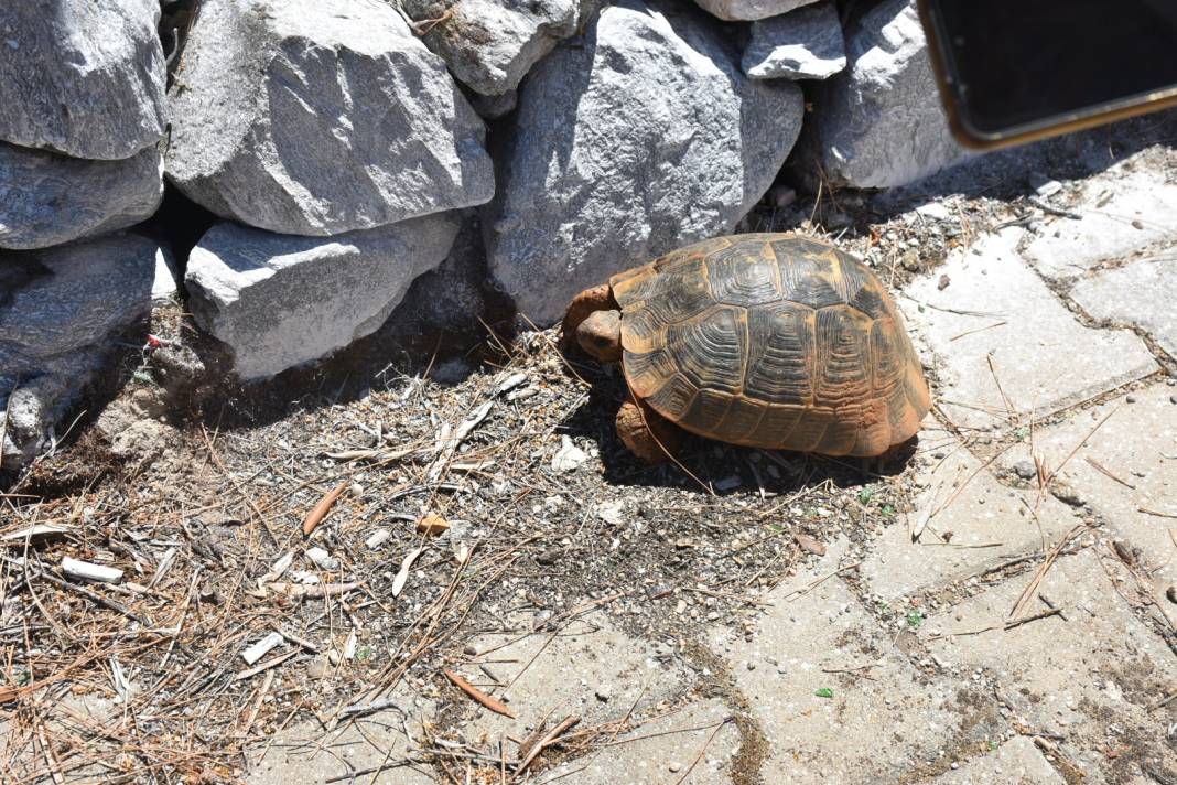 Doğaya atılan çöpler canlıların ayağına dolanıyor 3