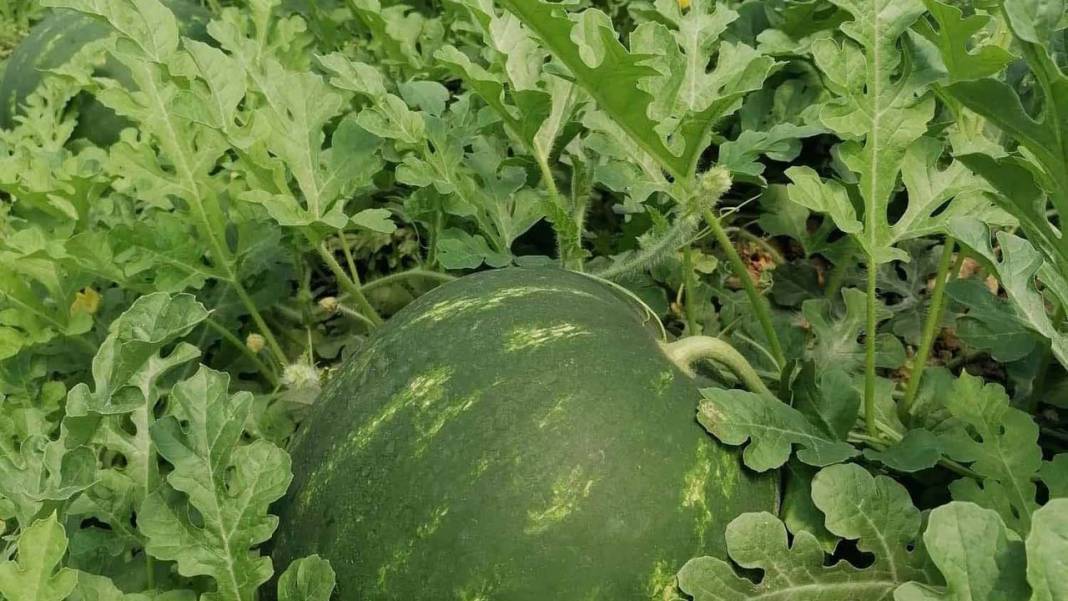 Karpuzda büyük kriz kapıda 2