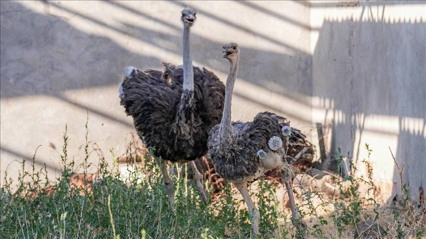 Yalnızlıktan strese girip kendini yollara vuran deve kuşuna eş bulundu 5