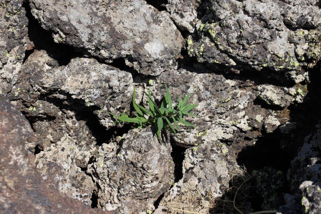 Ağrı'da lavların yuttuğu köyler 170 yıl sonra gün yüzüne çıkıyor 5
