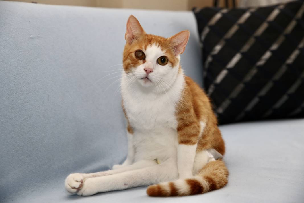 Sokaktaki kedilerin umudu: Temel ve Elmas Sezer çifti 25 cana hayat veriyor 8