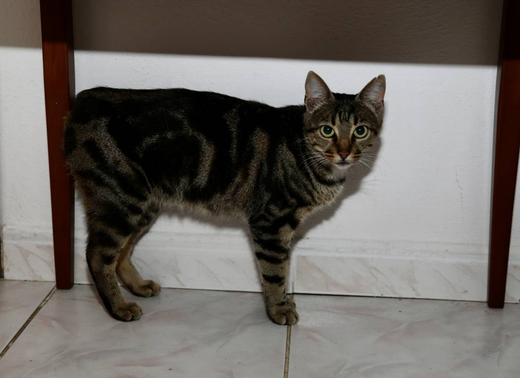 Sokaktaki kedilerin umudu: Temel ve Elmas Sezer çifti 25 cana hayat veriyor 9