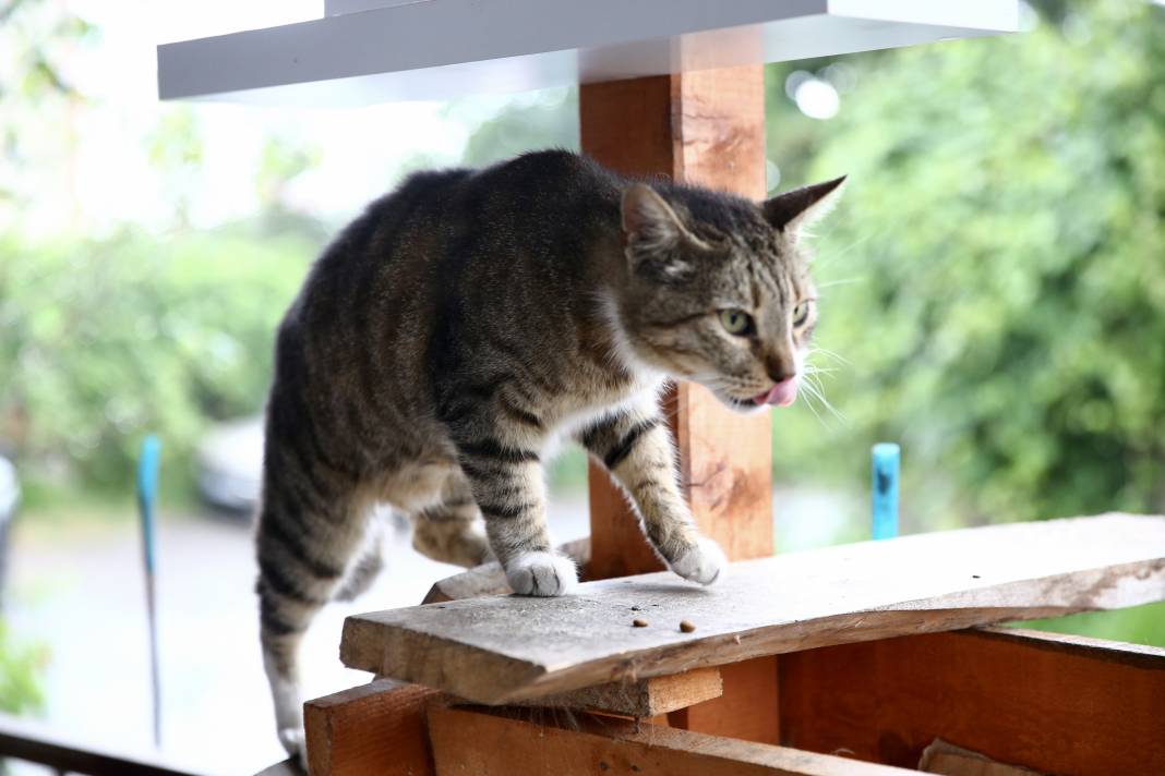 Sokaktaki kedilerin umudu: Temel ve Elmas Sezer çifti 25 cana hayat veriyor 4