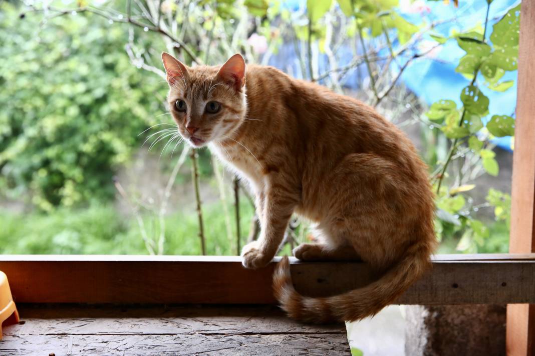 Sokaktaki kedilerin umudu: Temel ve Elmas Sezer çifti 25 cana hayat veriyor 2
