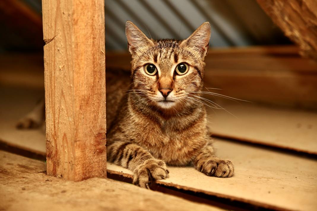 Sokaktaki kedilerin umudu: Temel ve Elmas Sezer çifti 25 cana hayat veriyor 16