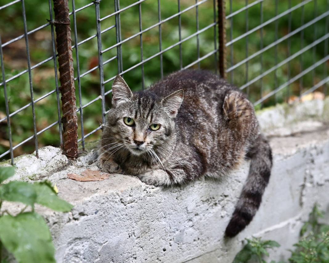 Sokaktaki kedilerin umudu: Temel ve Elmas Sezer çifti 25 cana hayat veriyor 18
