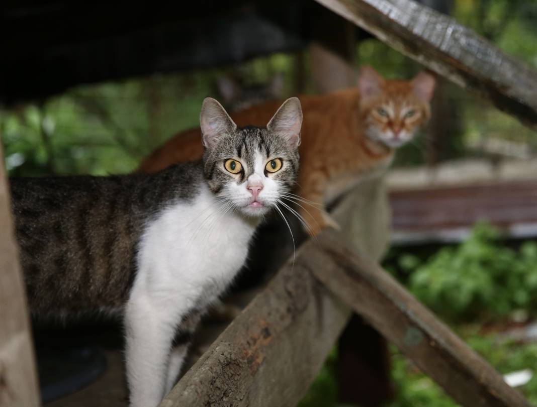 Sokaktaki kedilerin umudu: Temel ve Elmas Sezer çifti 25 cana hayat veriyor 19