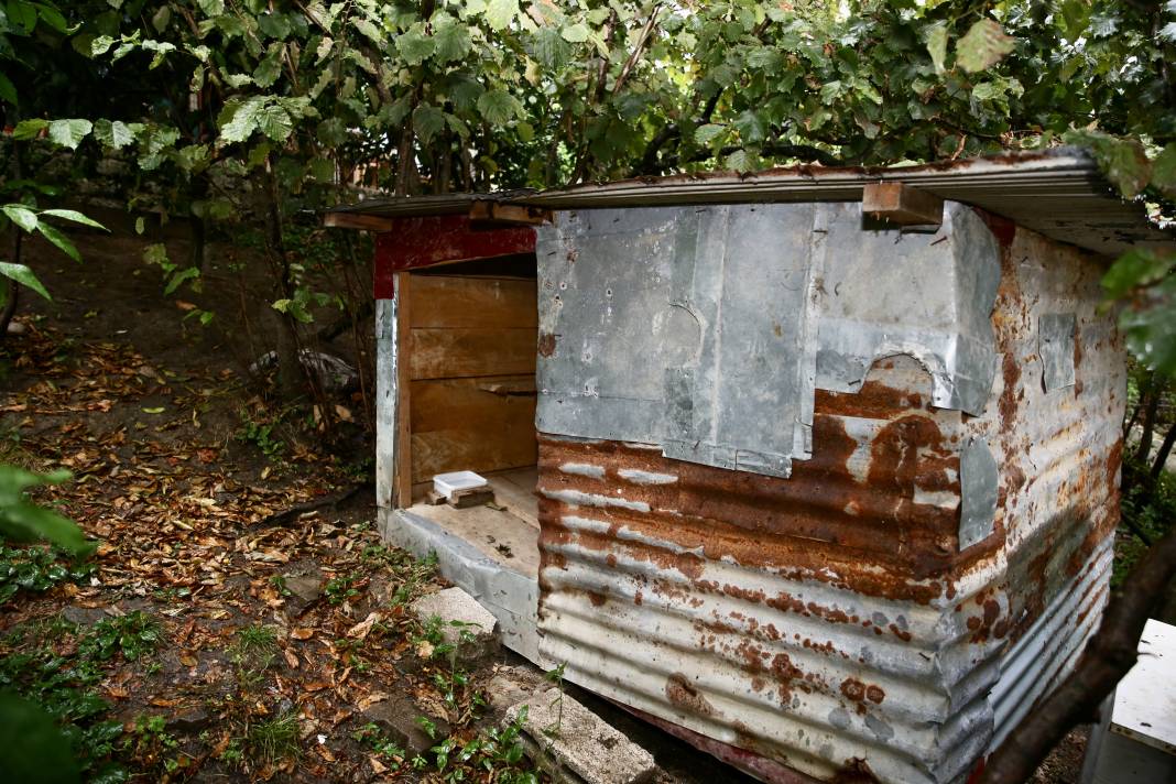 Sokaktaki kedilerin umudu: Temel ve Elmas Sezer çifti 25 cana hayat veriyor 13