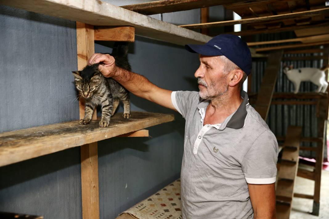 Sokaktaki kedilerin umudu: Temel ve Elmas Sezer çifti 25 cana hayat veriyor 14
