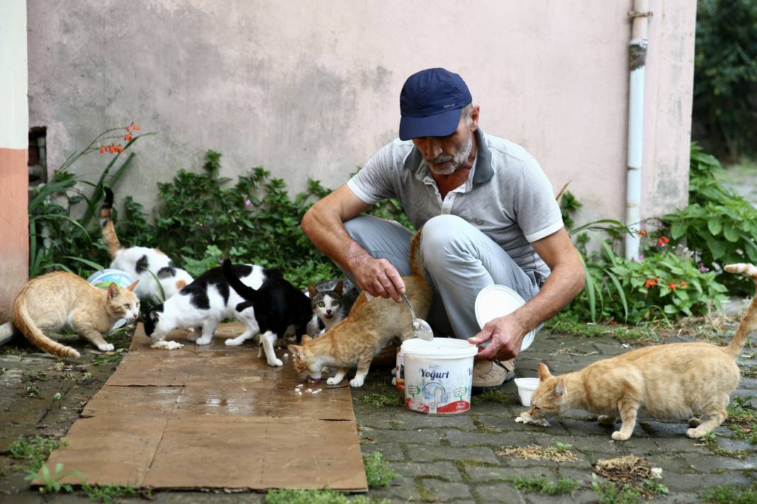 Sokaktaki kedilerin umudu: Temel ve Elmas Sezer çifti 25 cana hayat veriyor 12