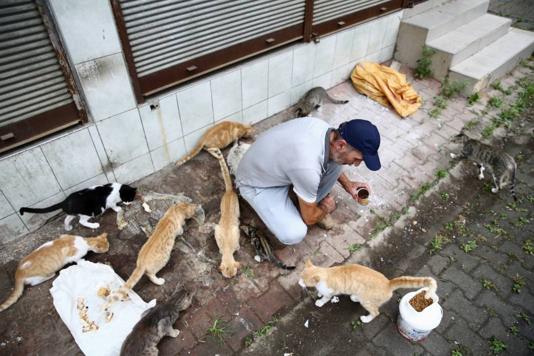 Sokaktaki kedilerin umudu: Temel ve Elmas Sezer çifti 25 cana hayat veriyor 10