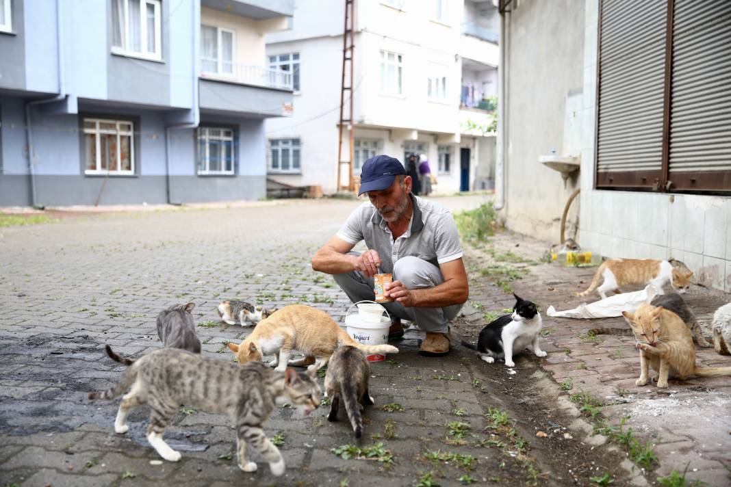 Sokaktaki kedilerin umudu: Temel ve Elmas Sezer çifti 25 cana hayat veriyor 7
