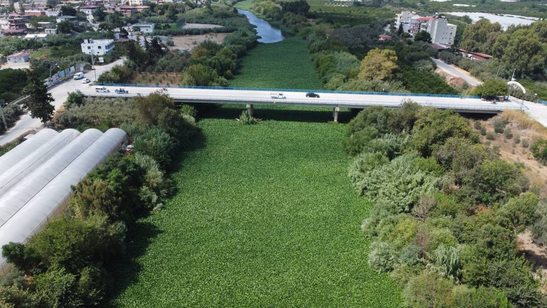 Etrafına ölüm saçıyor, yaşamı bitiriyor! Asi Nehri'nde istila alarmı 10