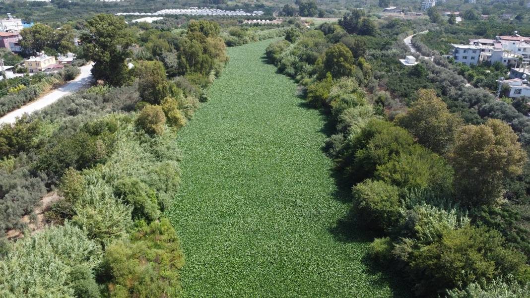 Etrafına ölüm saçıyor, yaşamı bitiriyor! Asi Nehri'nde istila alarmı 8
