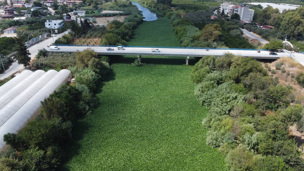 Etrafına ölüm saçıyor, yaşamı bitiriyor! Asi Nehri'nde istila alarmı 9