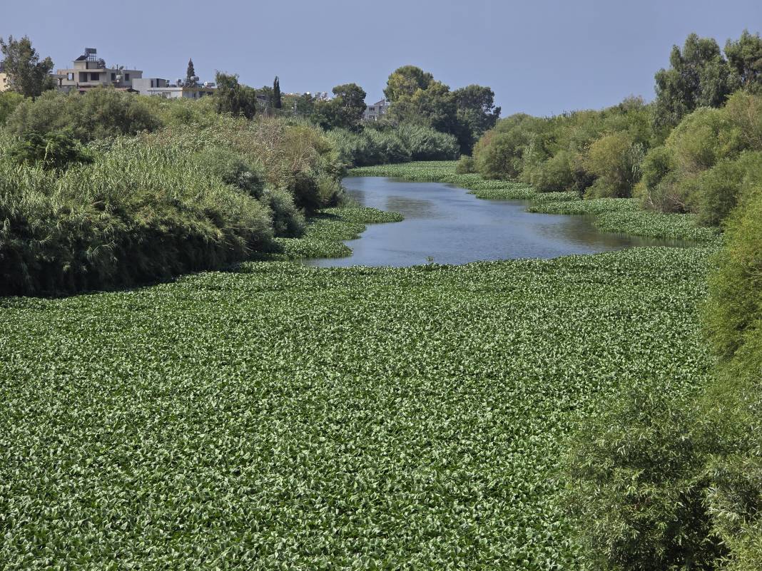 Etrafına ölüm saçıyor, yaşamı bitiriyor! Asi Nehri'nde istila alarmı 7