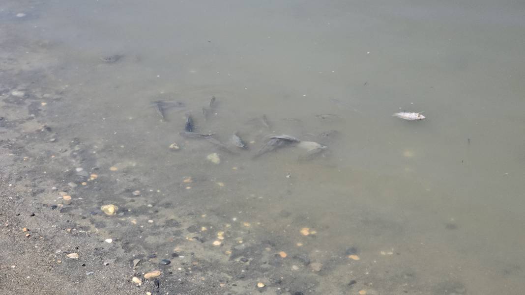 Etrafına ölüm saçıyor, yaşamı bitiriyor! Asi Nehri'nde istila alarmı 6