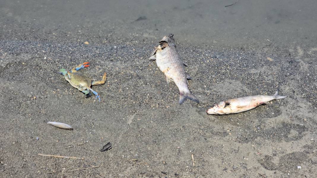 Etrafına ölüm saçıyor, yaşamı bitiriyor! Asi Nehri'nde istila alarmı 2