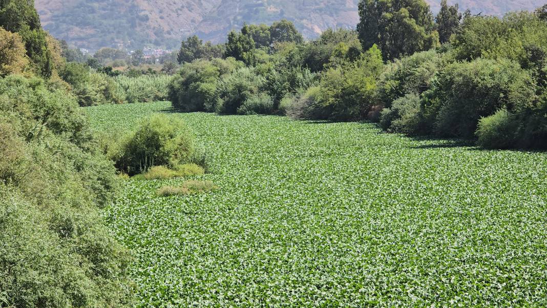 Etrafına ölüm saçıyor, yaşamı bitiriyor! Asi Nehri'nde istila alarmı 1