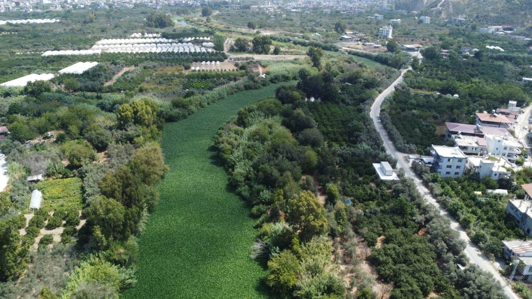 Etrafına ölüm saçıyor, yaşamı bitiriyor! Asi Nehri'nde istila alarmı 3