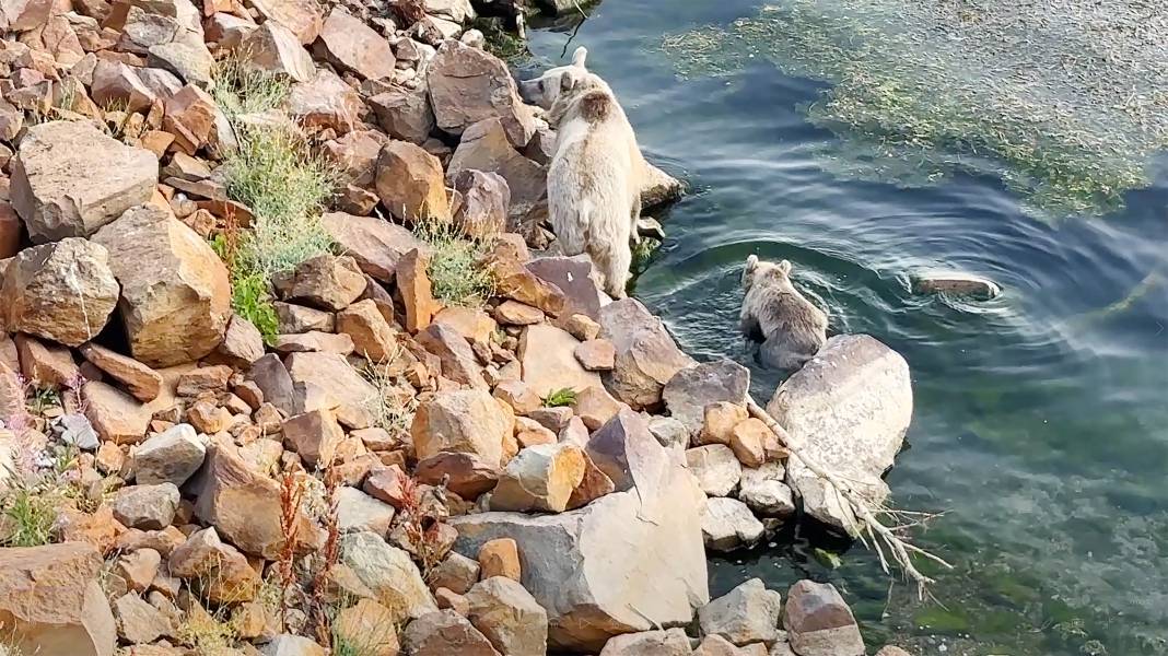 2 bin 250 rakımlı Nemrut Gölü'nde ayıların su keyfi 1