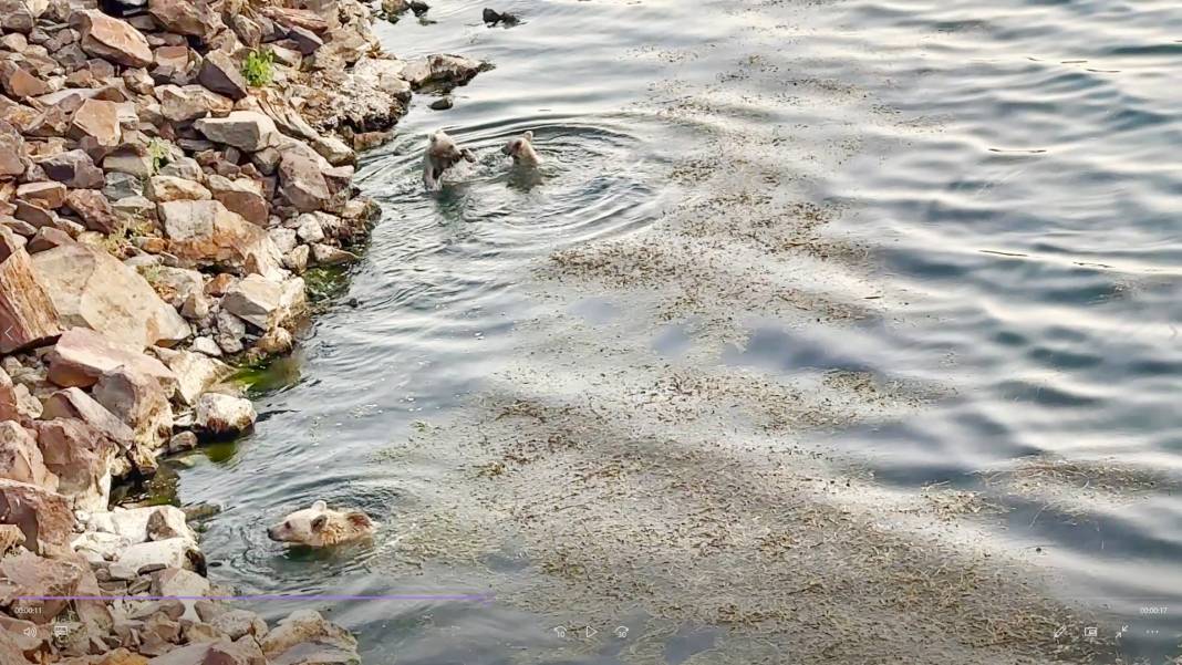 2 bin 250 rakımlı Nemrut Gölü'nde ayıların su keyfi 3