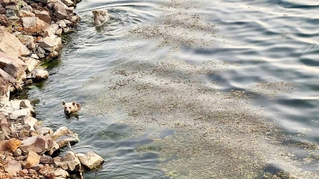 2 bin 250 rakımlı Nemrut Gölü'nde ayıların su keyfi 2