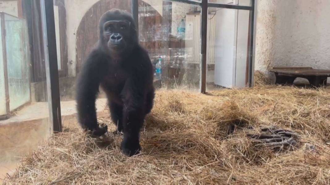 Zeytin için dönüş vakti: Kaçak taşınan goril Nijerya'ya gidiyor 3