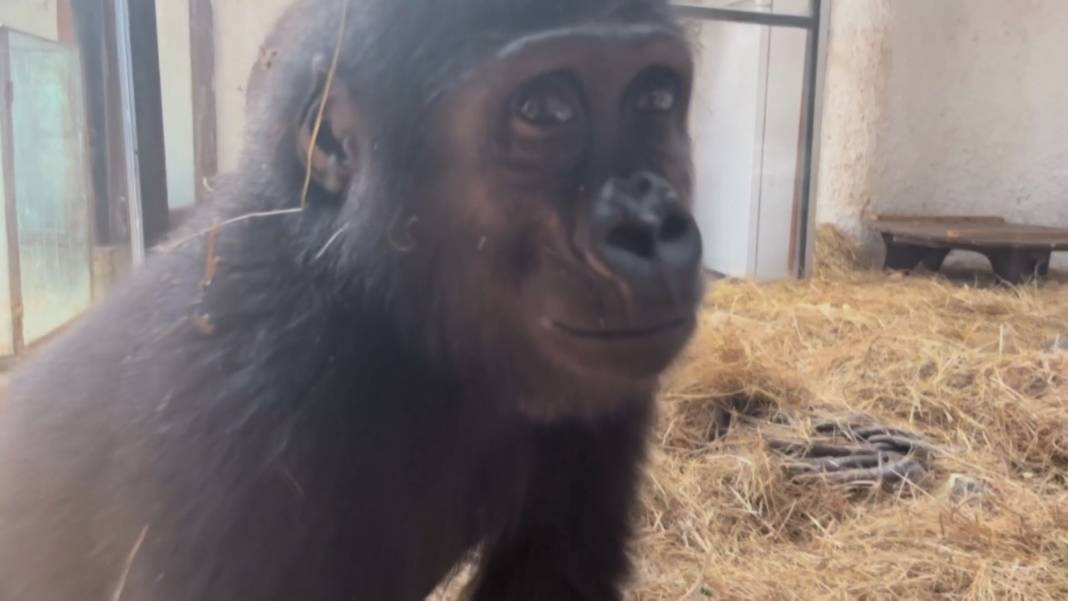 Zeytin için dönüş vakti: Kaçak taşınan goril Nijerya'ya gidiyor 6
