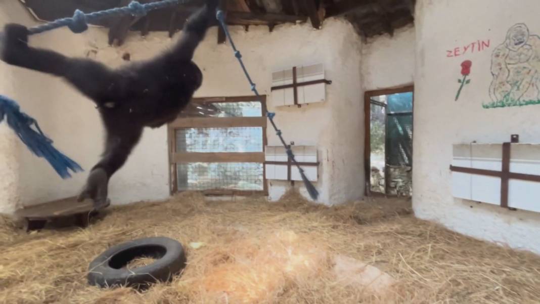 Zeytin için dönüş vakti: Kaçak taşınan goril Nijerya'ya gidiyor 4