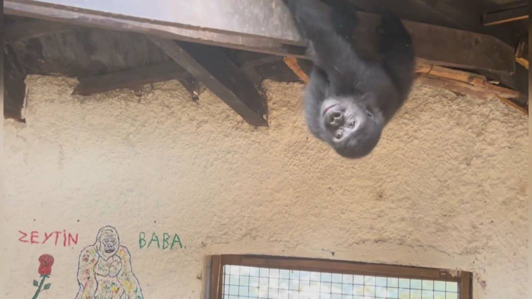 Zeytin için dönüş vakti: Kaçak taşınan goril Nijerya'ya gidiyor 7