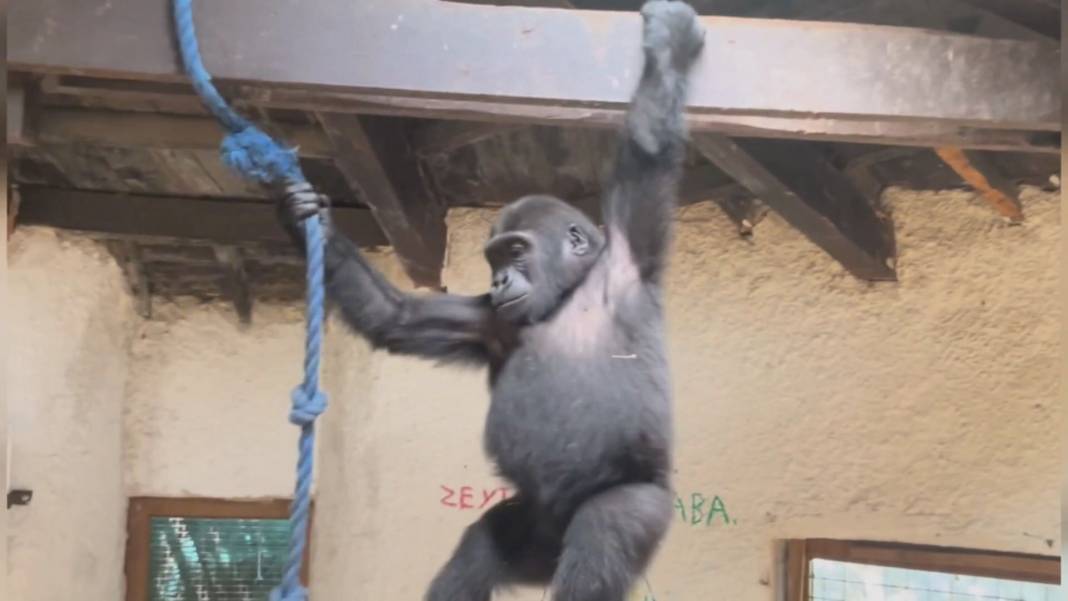 Zeytin için dönüş vakti: Kaçak taşınan goril Nijerya'ya gidiyor 5